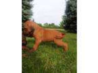 Rhodesian Ridgeback Puppy for sale in Jefferson, WI, USA