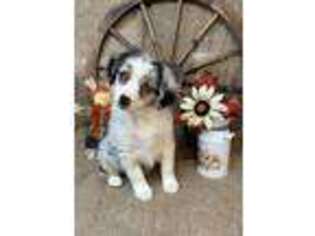 Miniature Australian Shepherd Puppy for sale in Kalama, WA, USA