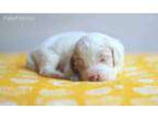 Labradoodle Puppy for sale in Secaucus, NJ, USA