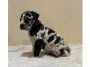 Cane Corso Puppy for sale in Colton, CA, USA
