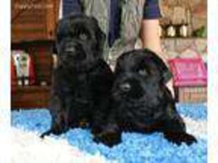 Black Russian Terrier Puppy for sale in Burnsville, NC, USA
