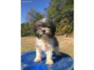 Mutt Puppy for sale in Millen, GA, USA