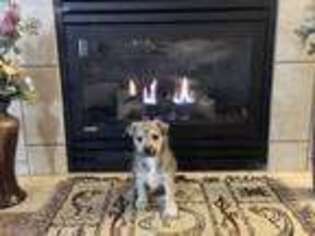 Maltipom Puppy for sale in Marysville, WA, USA