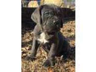 Neapolitan Mastiff Puppy for sale in Sanger, TX, USA