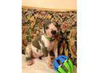 Great Dane Puppy for sale in Sophia, WV, USA