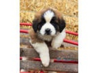 Saint Bernard Puppy for sale in Middleburg, PA, USA