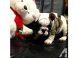 Bulldog Puppy for sale in COLUMBIA, TN, USA