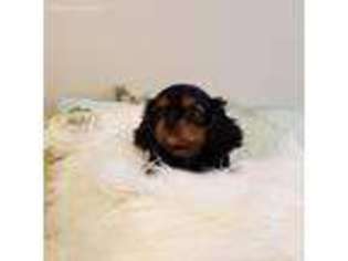 Cavalier King Charles Spaniel Puppy for sale in Murfreesboro, TN, USA