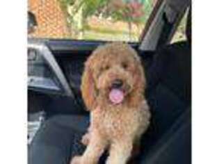 Goldendoodle Puppy for sale in Plano, TX, USA