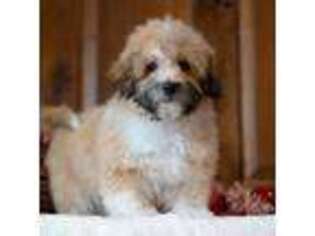 Shih-Poo Puppy for sale in Frederick, MD, USA