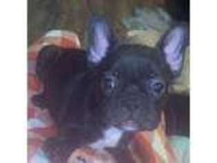 French Bulldog Puppy for sale in Ben Wheeler, TX, USA