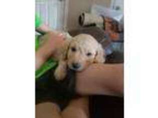 Goldendoodle Puppy for sale in Jesup, GA, USA