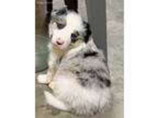 Border Collie Puppy for sale in Bartlett, TN, USA