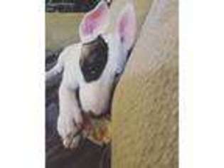 Bull Terrier Puppy for sale in Macon, GA, USA