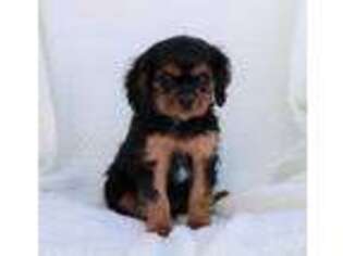Cavalier King Charles Spaniel Puppy for sale in Arthur, IL, USA