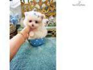 Pomeranian Puppy for sale in Fort Lauderdale, FL, USA