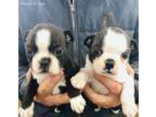 Boston Terrier Puppy for sale in Brookfield, WI, USA