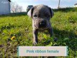 Cane Corso Puppy for sale in Versailles, KY, USA
