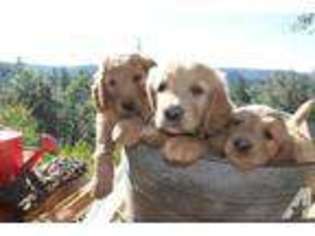 Goldendoodle Puppy for sale in NEVADA CITY, CA, USA