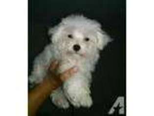 Maltese Puppy for sale in SUISUN CITY, CA, USA