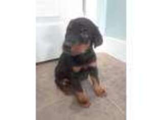 Doberman Pinscher Puppy for sale in Commerce City, CO, USA