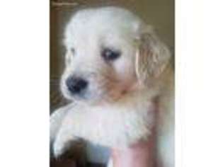 Golden Retriever Puppy for sale in Hoodsport, WA, USA