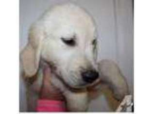 Labrador Retriever Puppy for sale in SAN LUIS OBISPO, CA, USA