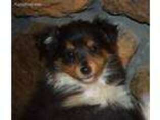 Shetland Sheepdog Puppy for sale in Griffithville, AR, USA