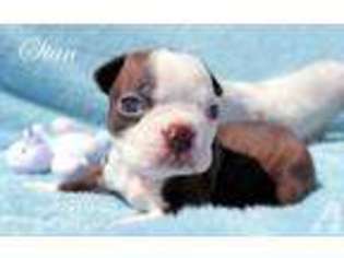 Boston Terrier Puppy for sale in CARMICHAEL, CA, USA