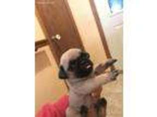 Pug Puppy for sale in Columbus, WI, USA