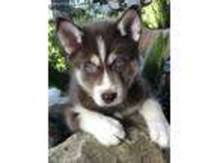Siberian Husky Puppy for sale in Atascadero, CA, USA