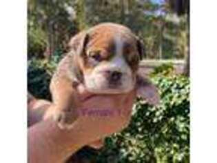 Bulldog Puppy for sale in Naples, FL, USA