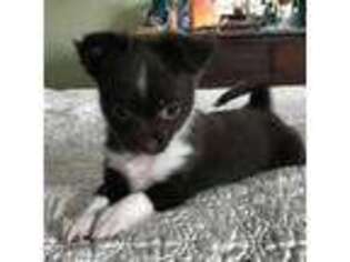 Chihuahua Puppy for sale in New Orleans, LA, USA