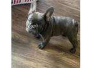 French Bulldog Puppy for sale in Arlington, VA, USA