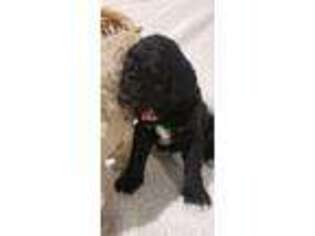 Goldendoodle Puppy for sale in White Cloud, MI, USA