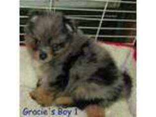 Pomeranian Puppy for sale in Laquey, MO, USA