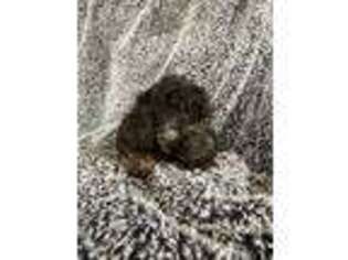 Shih-Poo Puppy for sale in Charlotte Hall, MD, USA