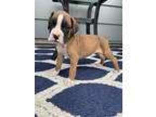 Boxer Puppy for sale in Middlebury, IN, USA