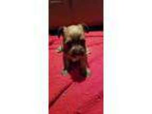Yorkshire Terrier Puppy for sale in Lancaster, KY, USA