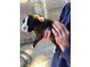 Boxer Puppy for sale in Poteau, OK, USA