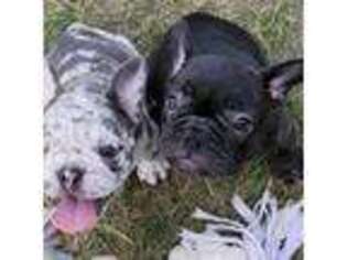 French Bulldog Puppy for sale in Forest City, IA, USA
