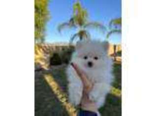 Pomeranian Puppy for sale in San Jacinto, CA, USA