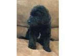 Labradoodle Puppy for sale in Dalton, GA, USA