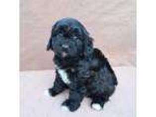 Cavapoo Puppy for sale in Saxe, VA, USA