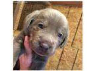 Labrador Retriever Puppy for sale in Burnet, TX, USA