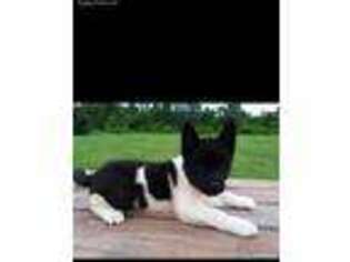Akita Puppy for sale in Stoutsville, OH, USA