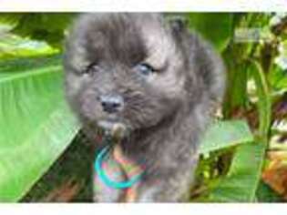 Keeshond Puppy for sale in Knoxville, TN, USA