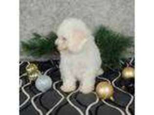 Bichon Frise Puppy for sale in Sugarcreek, OH, USA