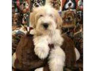 Tibetan Terrier Puppy for sale in Ione, CA, USA