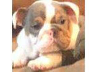 Bulldog Puppy for sale in Minerva, OH, USA